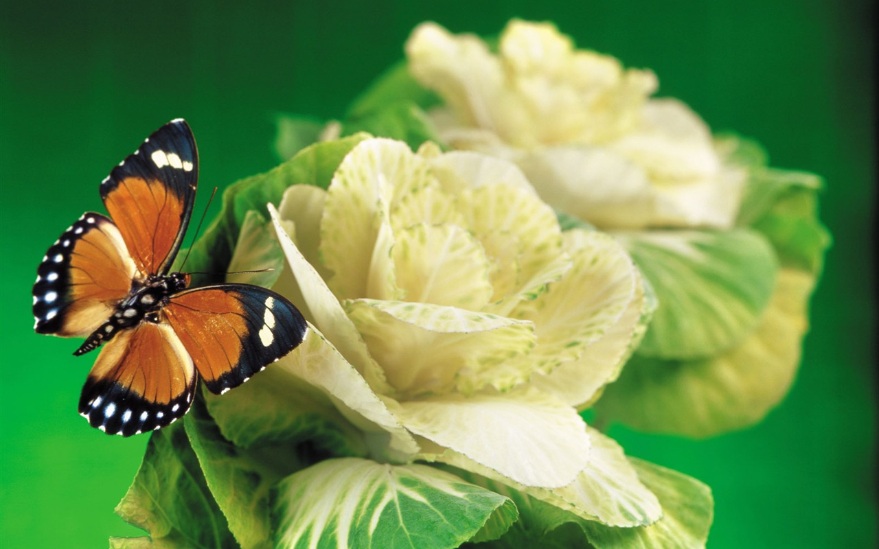 Butterflies and flowers wallpaper album (1) #13 - 1280x800