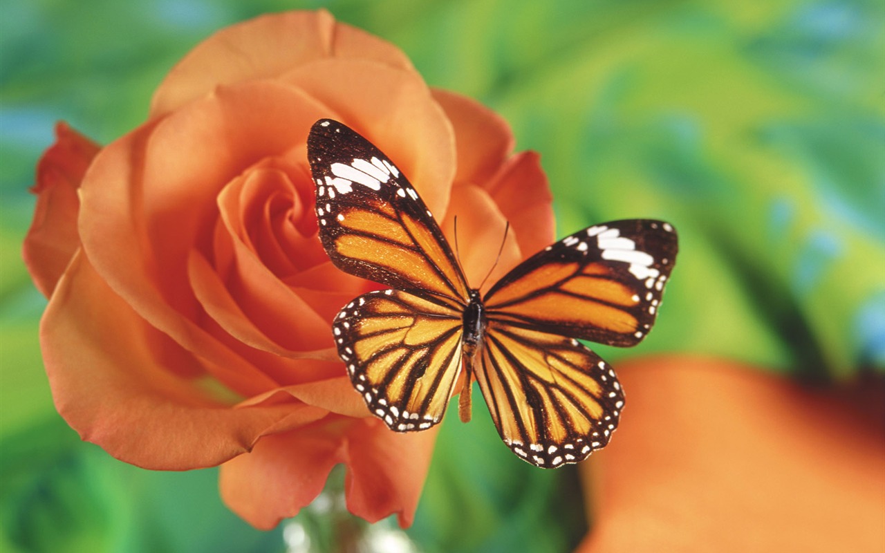 Papillons et fleurs album papier peint (1) #14 - 1280x800