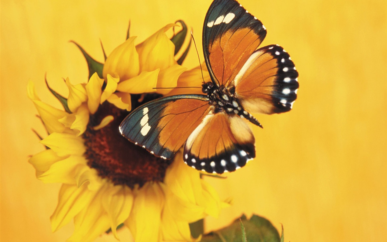 Butterflies and flowers wallpaper album (1) #16 - 1280x800