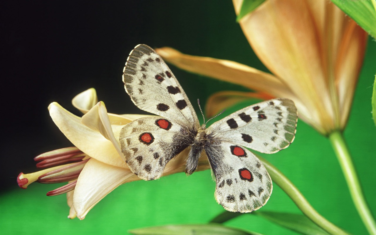 motýli a květiny tapety album (1) #17 - 1280x800