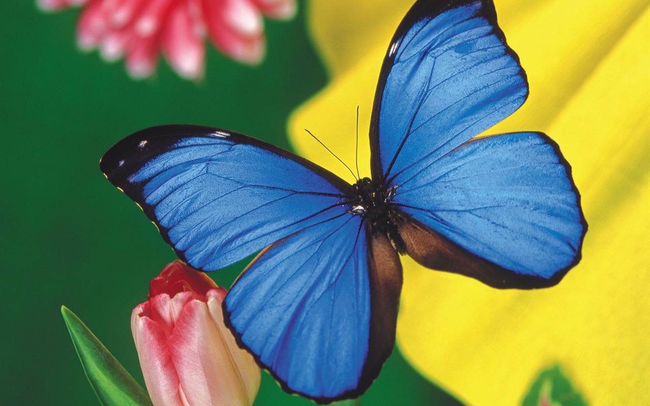 Las mariposas y las flores fondos de escritorio de disco (2) #1 - 1280x800