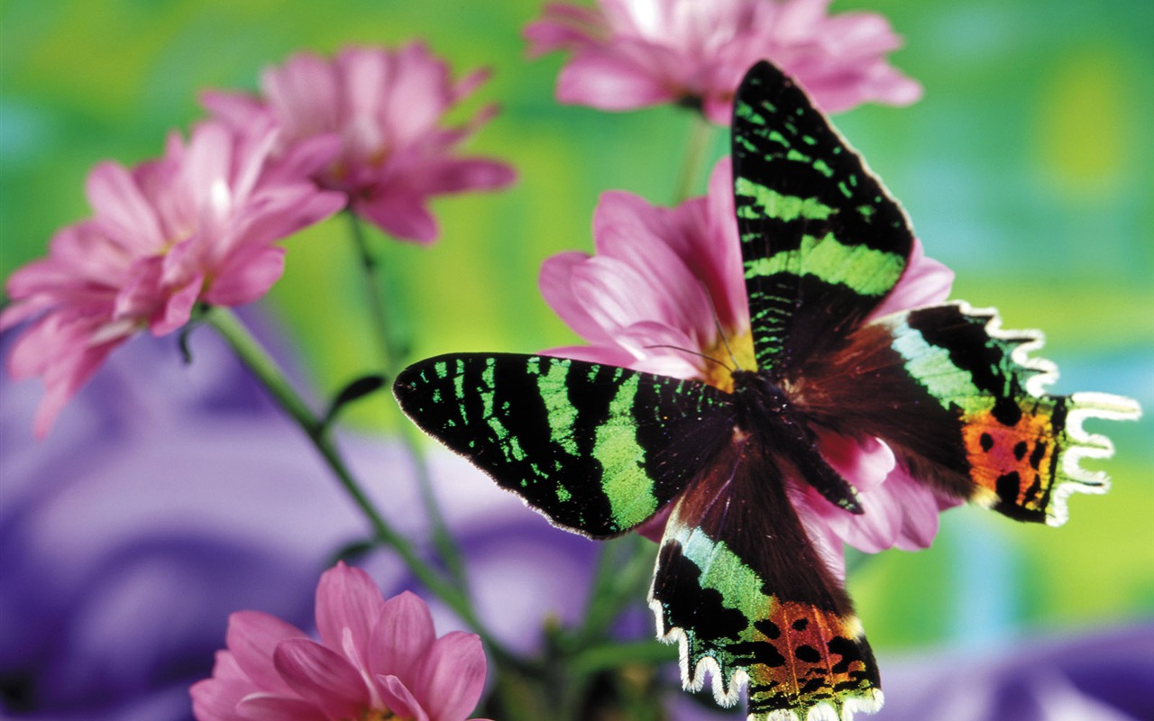 Las mariposas y las flores fondos de escritorio de disco (2) #2 - 1280x800