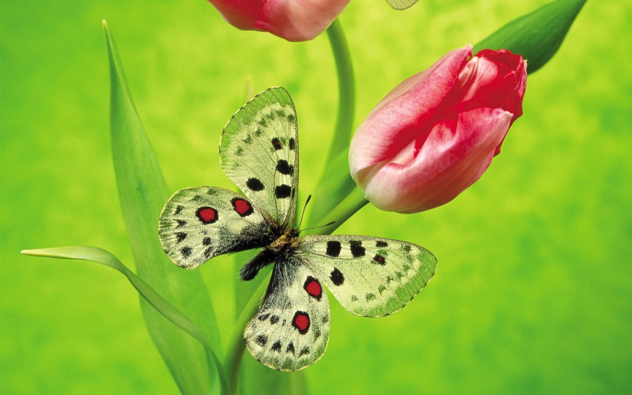 Las mariposas y las flores fondos de escritorio de disco (2) #4 - 1280x800