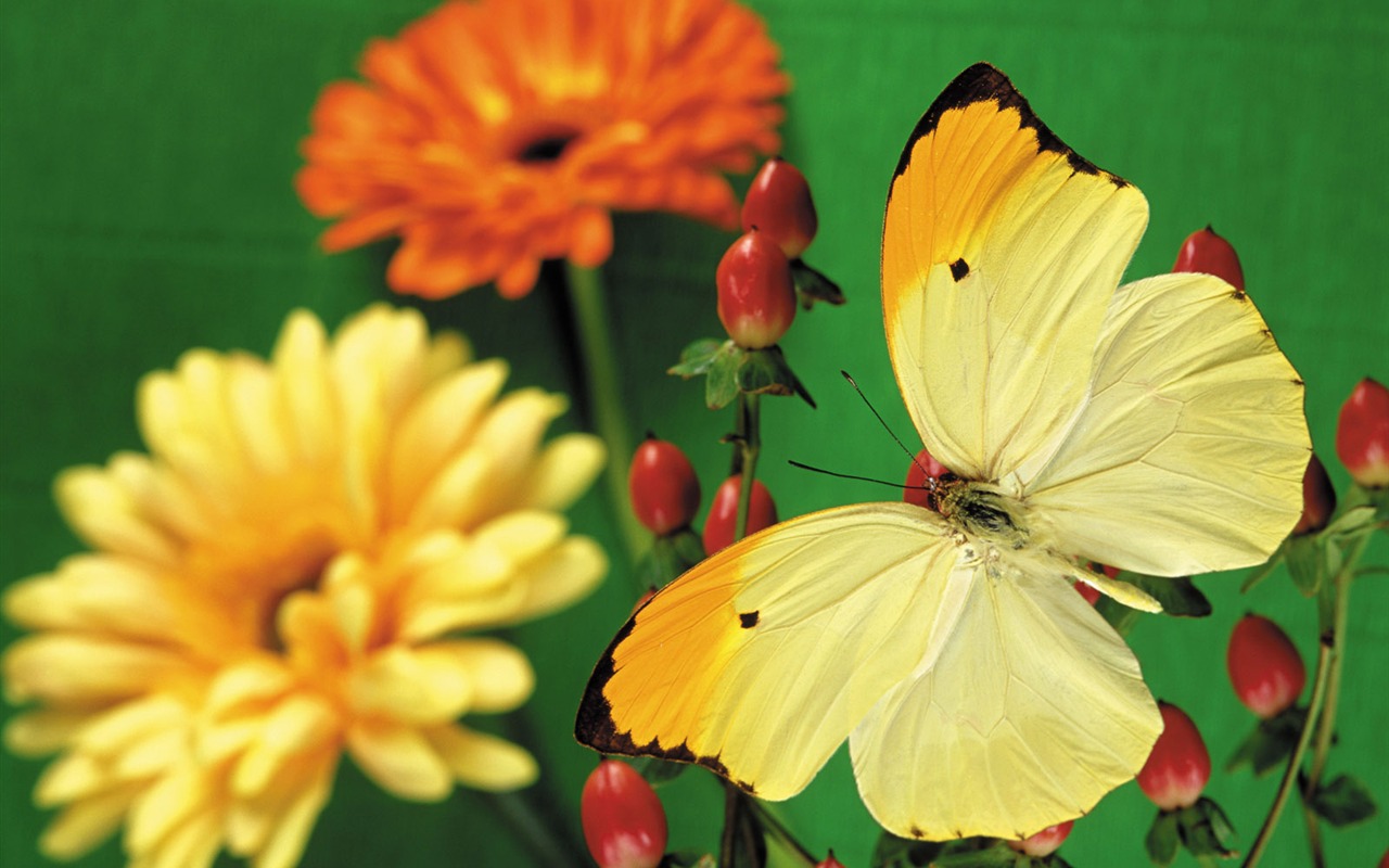 Butterflies and flowers wallpaper album (2) #5 - 1280x800