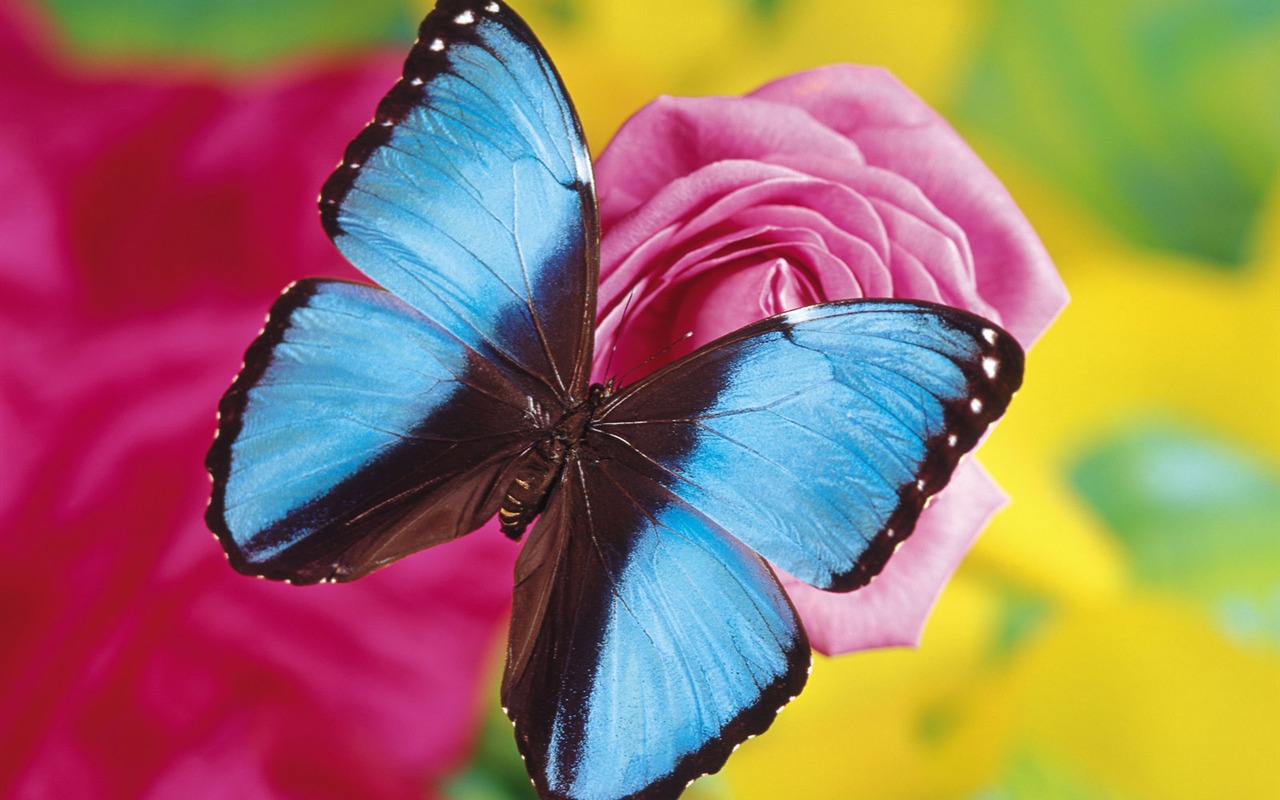 motýli a květiny tapety album (2) #8 - 1280x800