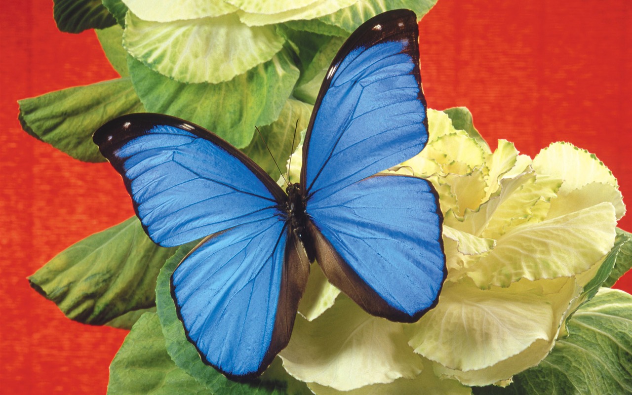 Las mariposas y las flores fondos de escritorio de disco (2) #9 - 1280x800