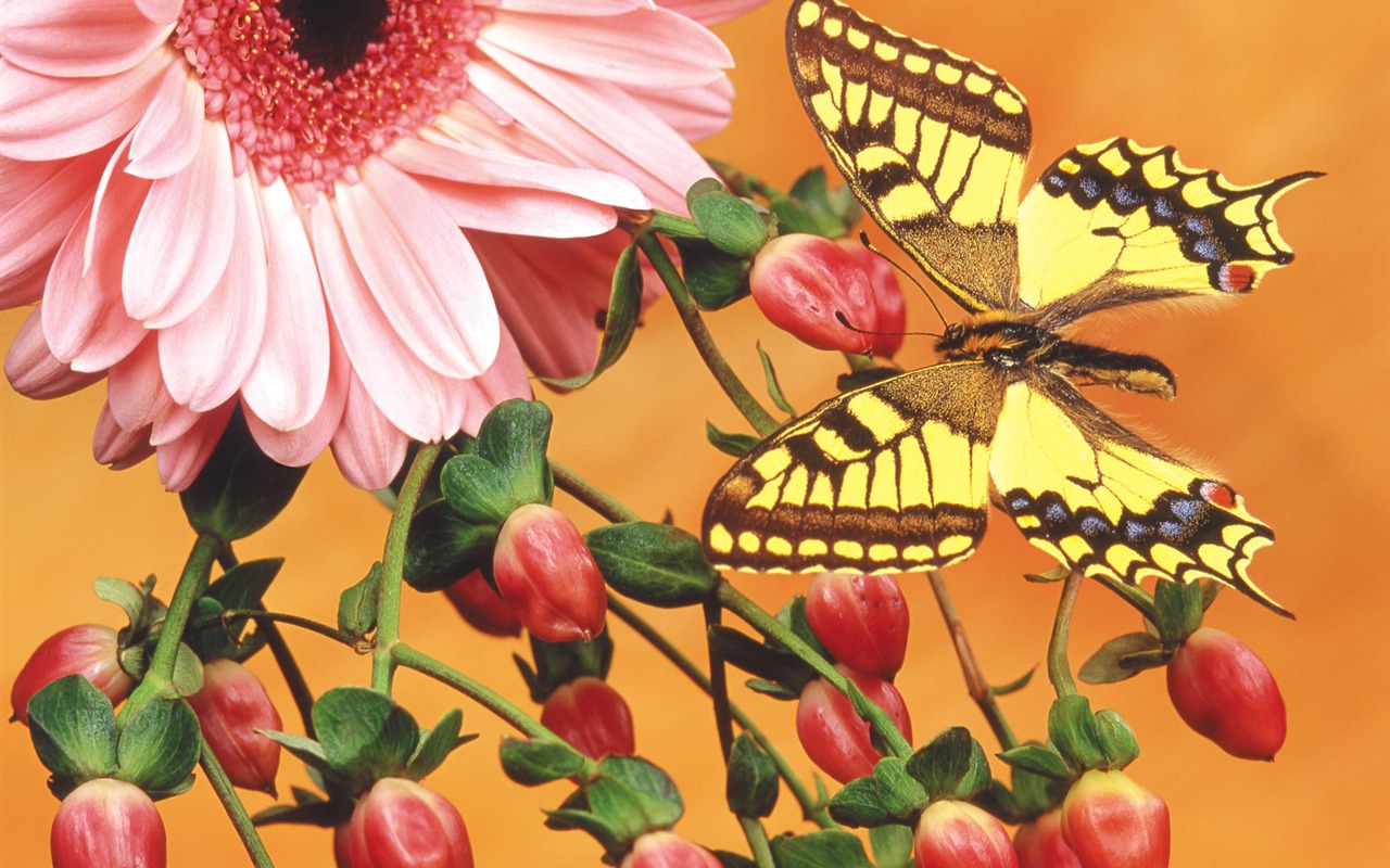 Las mariposas y las flores fondos de escritorio de disco (2) #11 - 1280x800