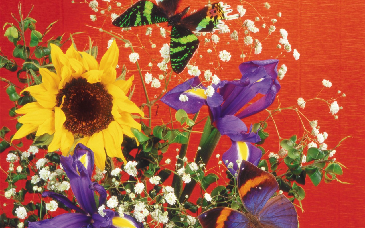 Las mariposas y las flores fondos de escritorio de disco (2) #17 - 1280x800