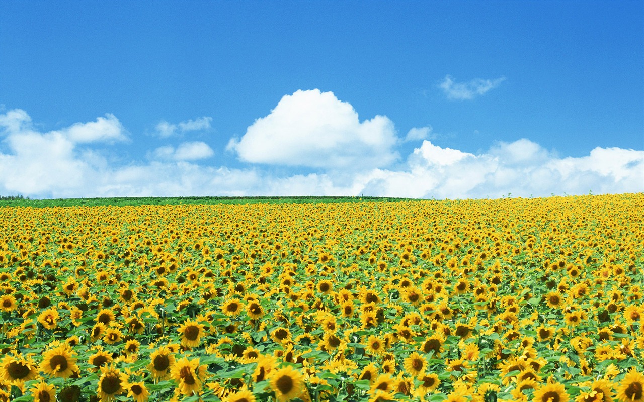 Blue sky sunflower Widescreen Wallpaper #2 - 1280x800