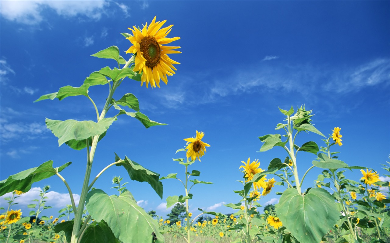 Blue sky sunflower Widescreen Wallpaper #12 - 1280x800