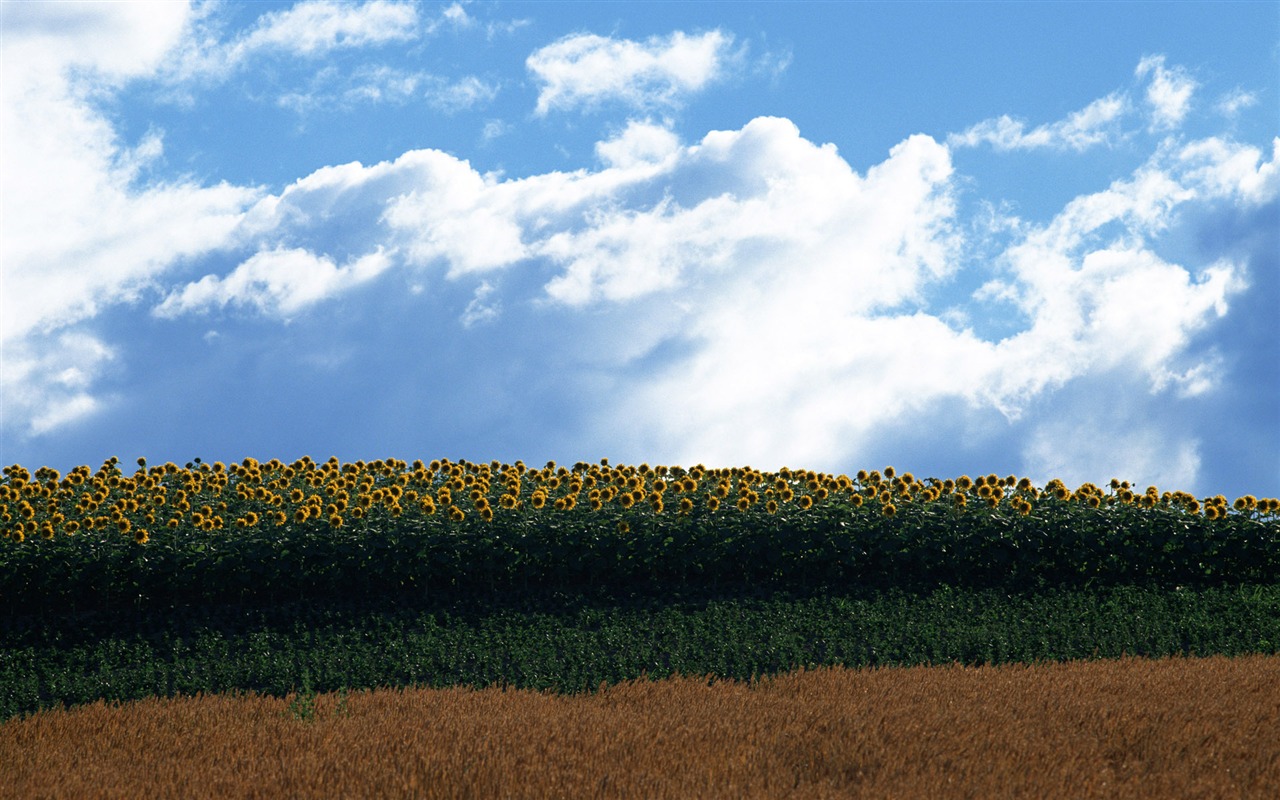 Blue Sky slunečnice širokoúhlý Tapeta #20 - 1280x800