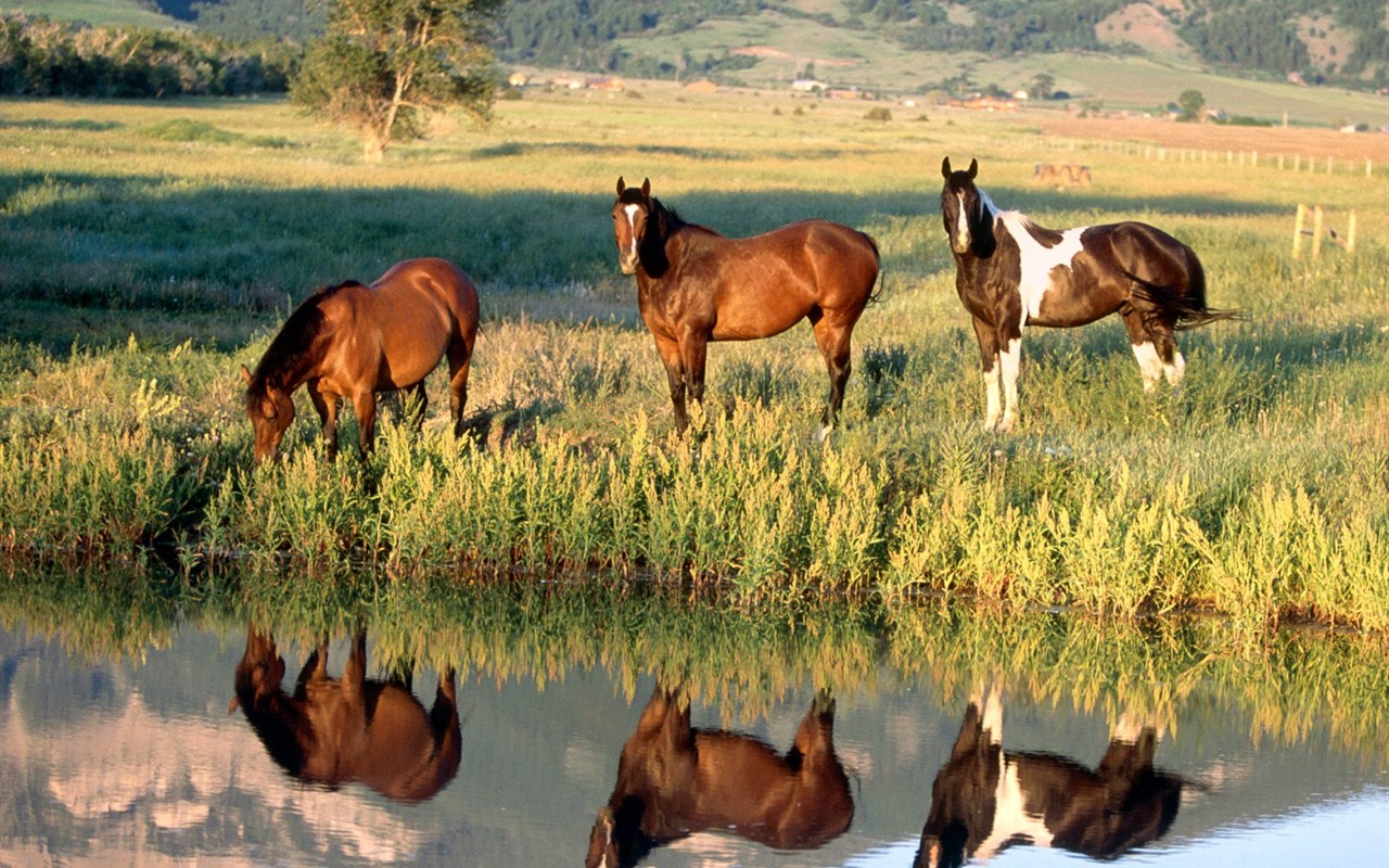 Fondo de pantalla de fotos de caballos (2) #9 - 1280x800
