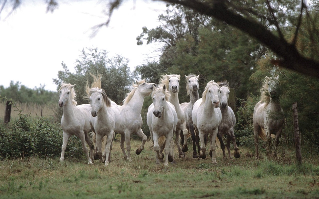 Fond d'écran Photo Cheval (2) #11 - 1280x800