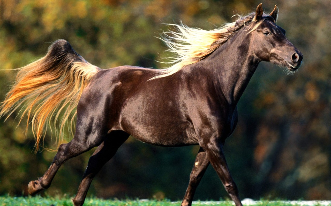 Fondo de pantalla de fotos de caballos (2) #13 - 1280x800