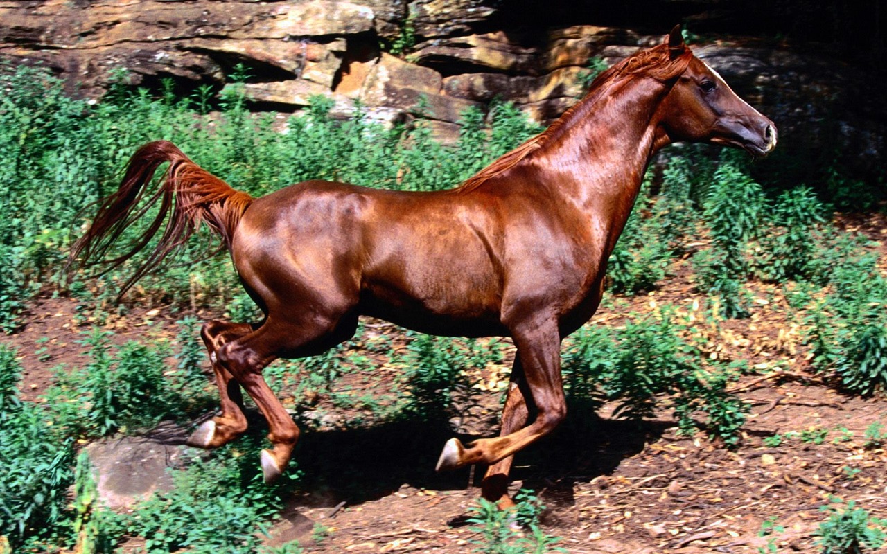 Fondo de pantalla de fotos de caballos (2) #14 - 1280x800
