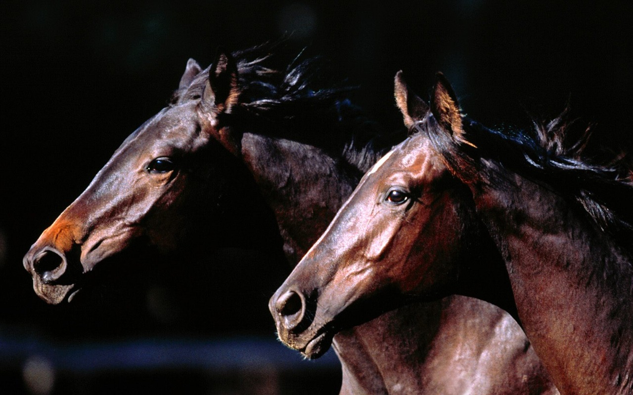 Fondo de pantalla de fotos de caballos (2) #18 - 1280x800