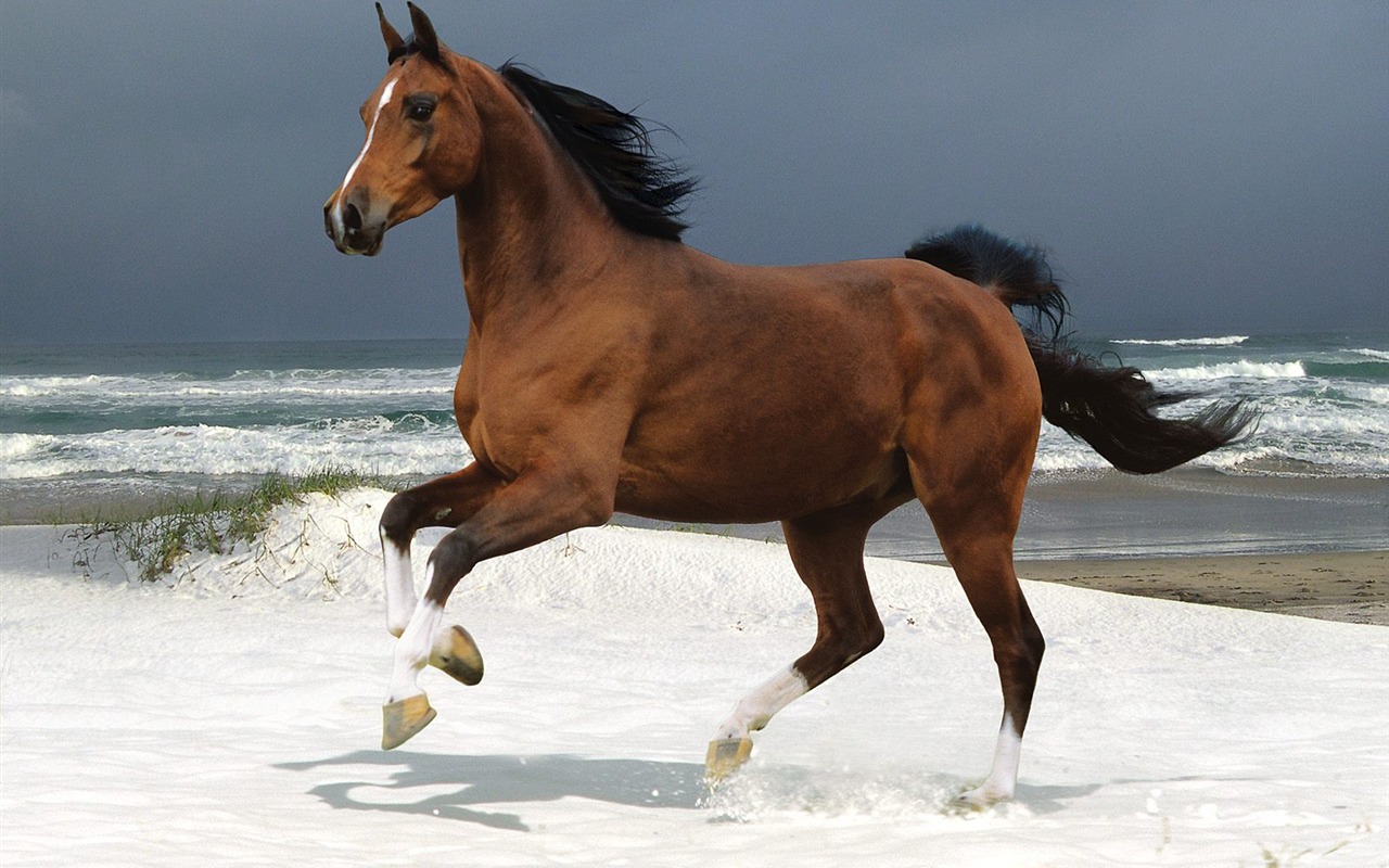 Fondo de pantalla de fotos de caballos (2) #20 - 1280x800