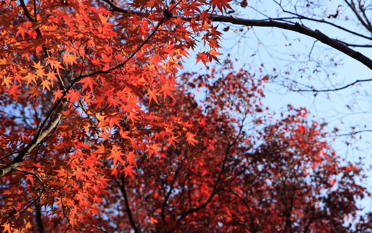 Maple Himmel Wallpaper (1) #2 - 1280x800