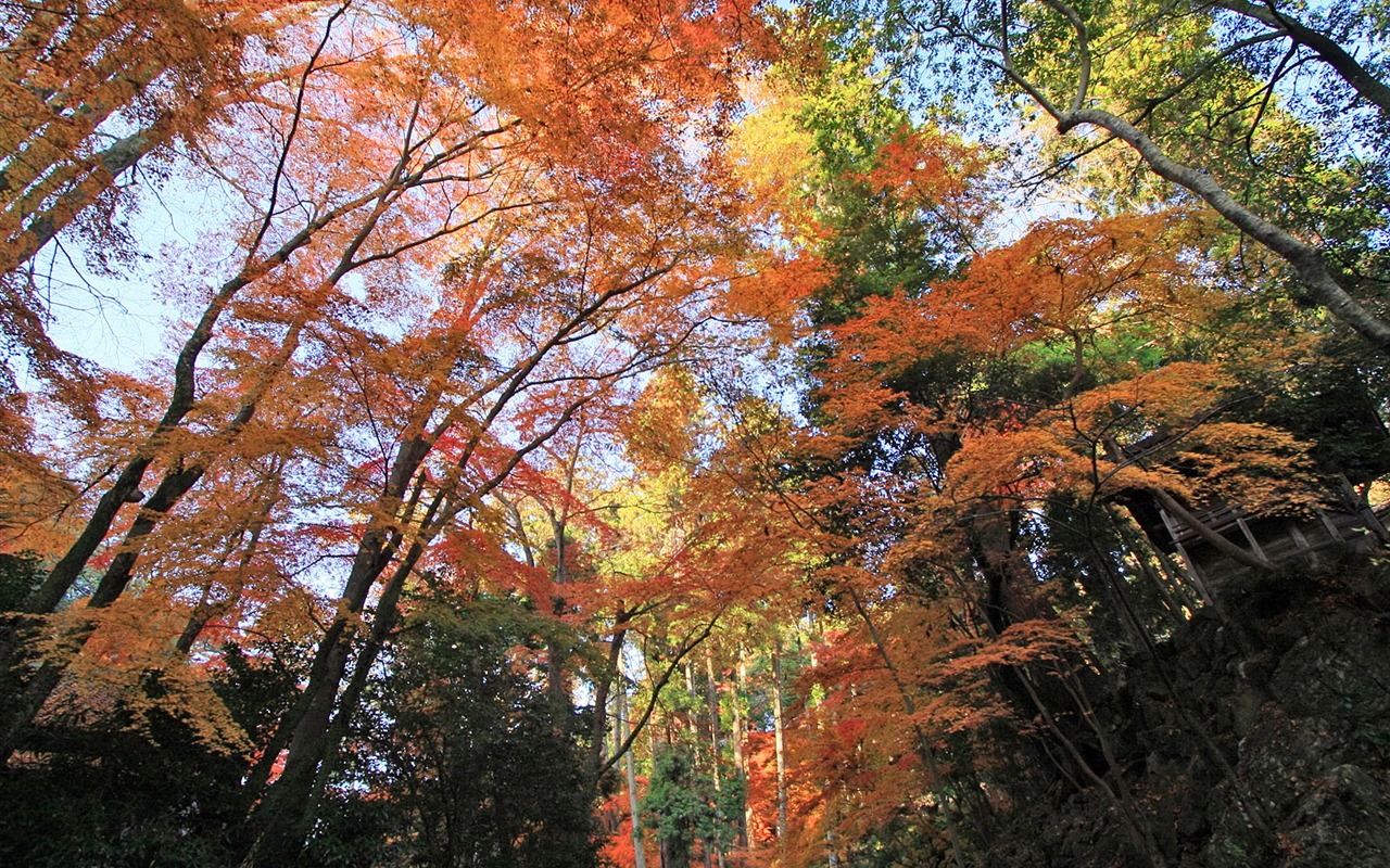 Maple sky wallpaper (1) #7 - 1280x800