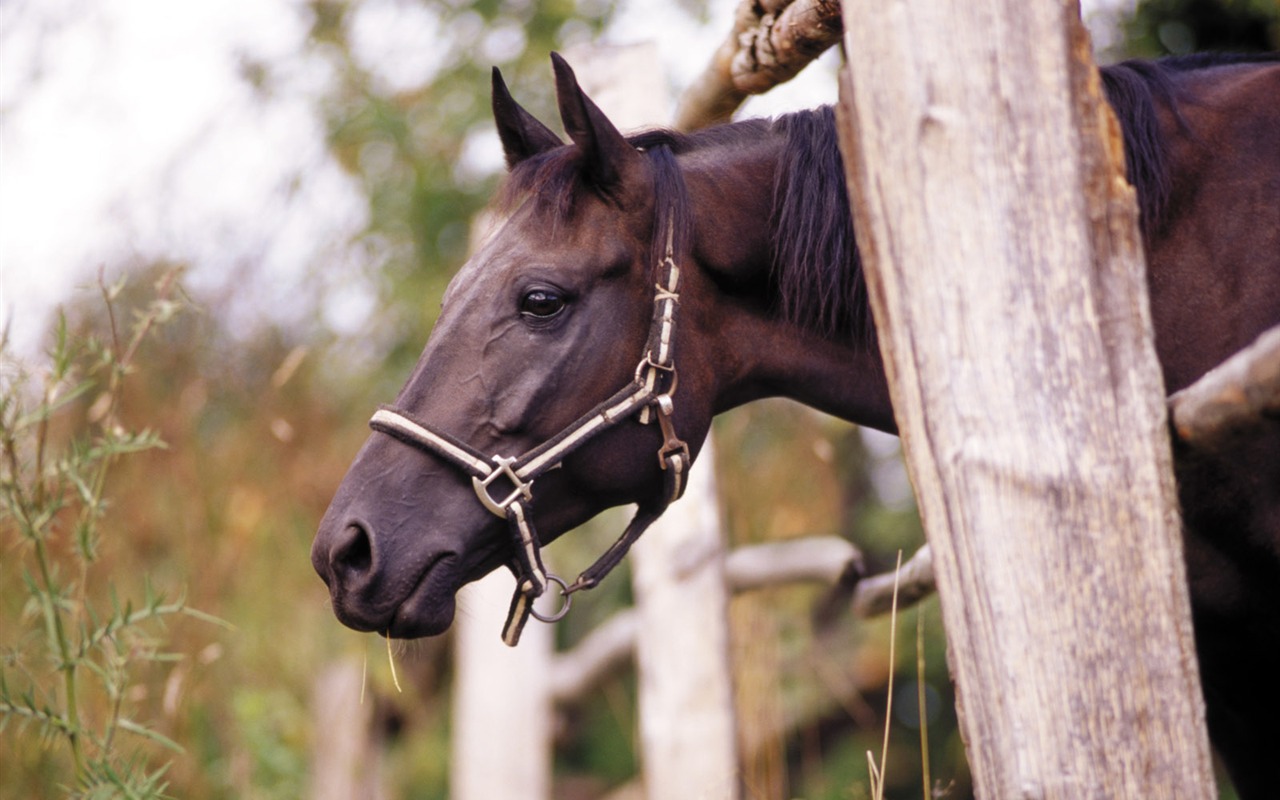 Fond d'écran photo cheval (3) #12 - 1280x800