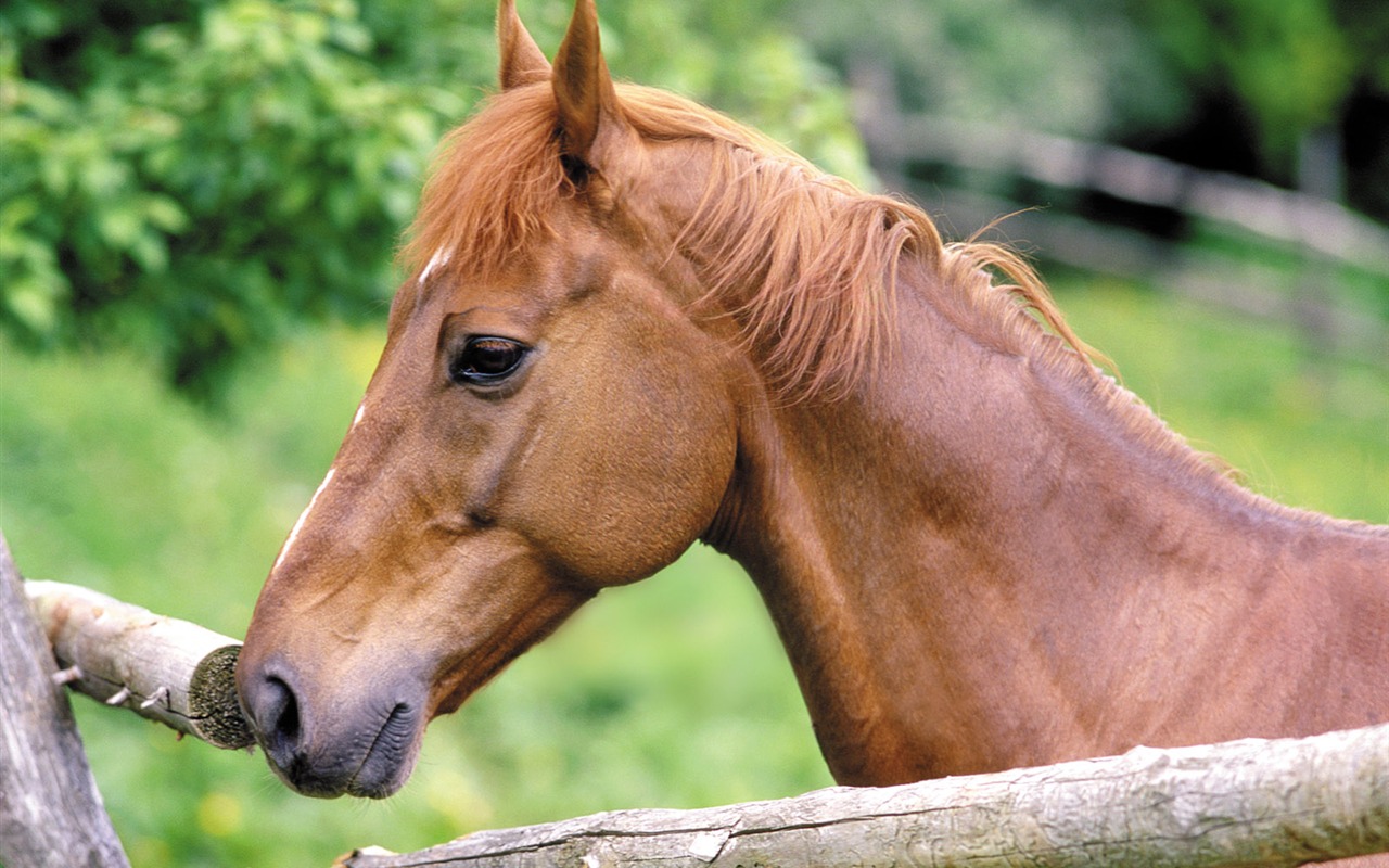 Horse Fondos de fotos (4) #8 - 1280x800