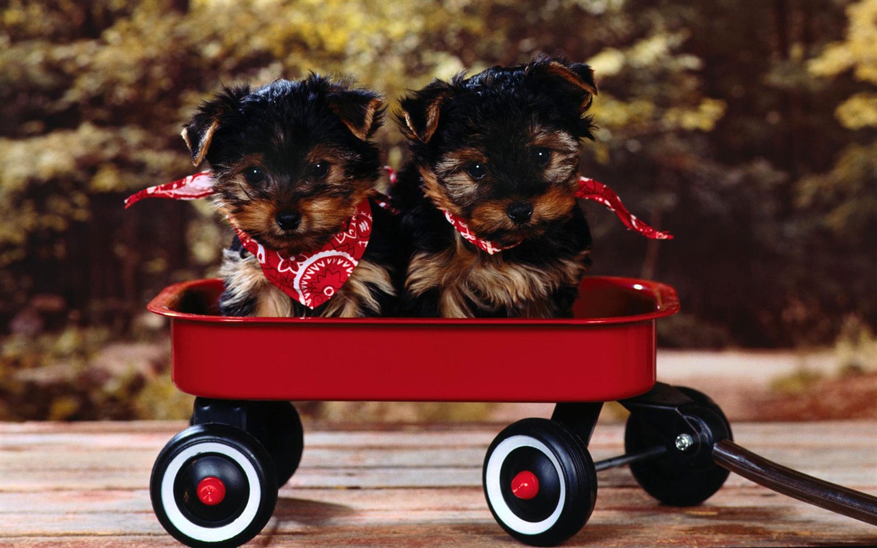 Puppy Photo HD Wallpaper (2) #16 - 1280x800