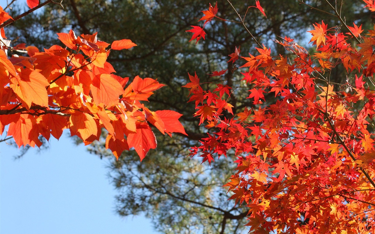 Maple sky wallpaper (2) #19 - 1280x800