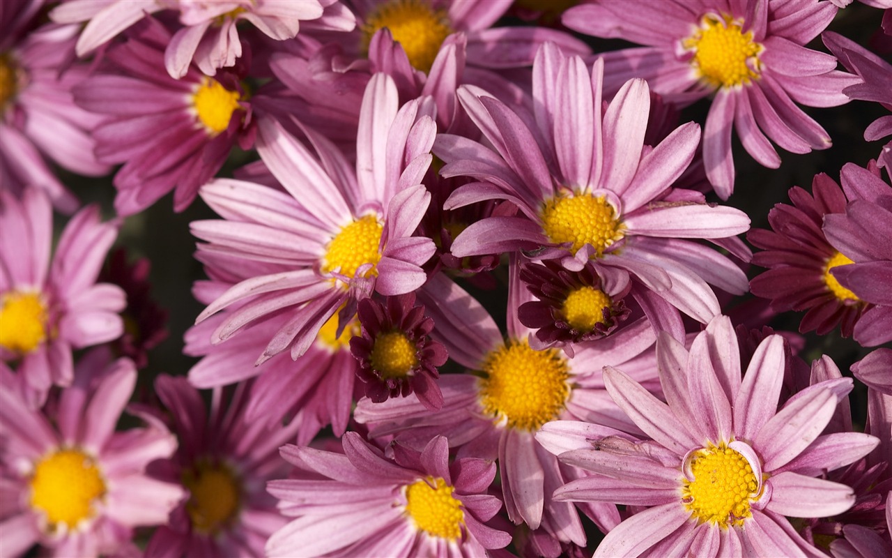 超大鲜花特写 壁纸(五)10 - 1280x800