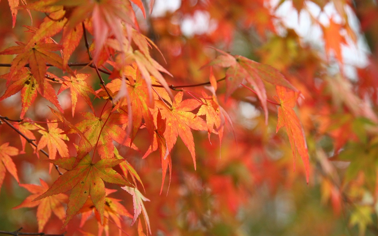 Maple Himmel Wallpaper (3) #12 - 1280x800