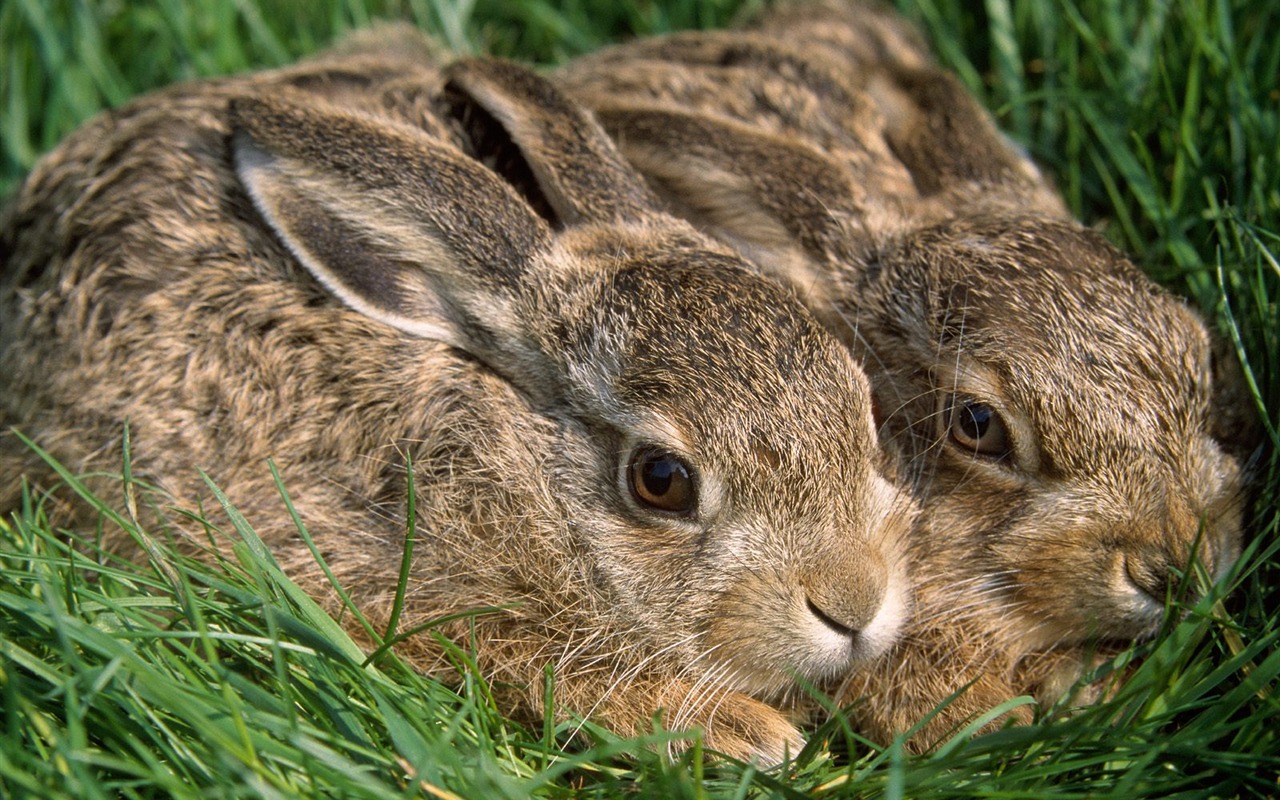 Rabbit Photo Wallpaper (1) #11 - 1280x800