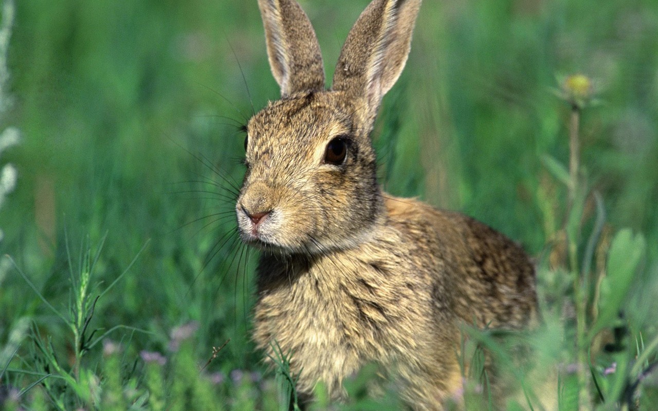 Fond d'écran Photo lapin (1) #12 - 1280x800