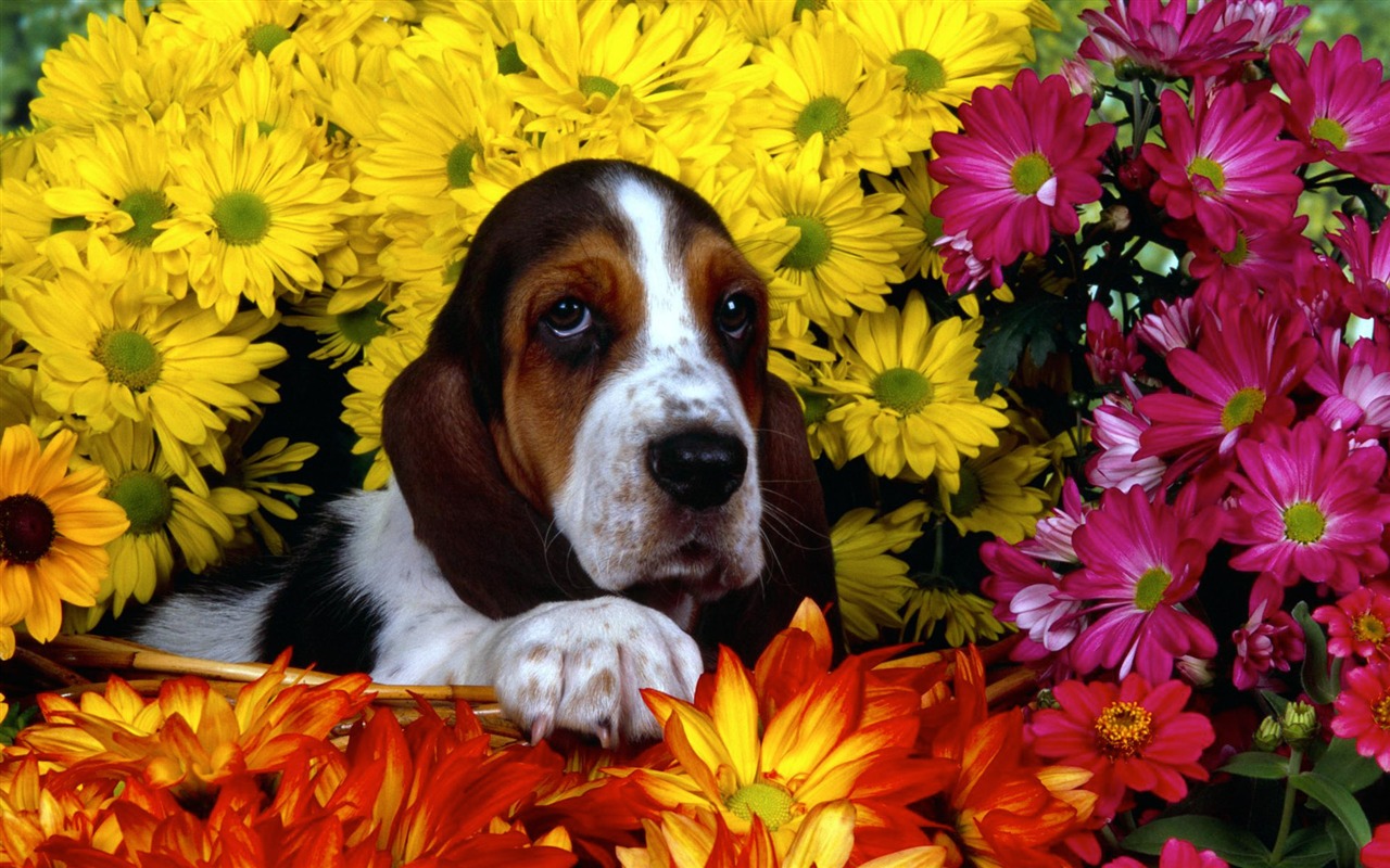 Puppy Photo HD Wallpaper (3) #3 - 1280x800