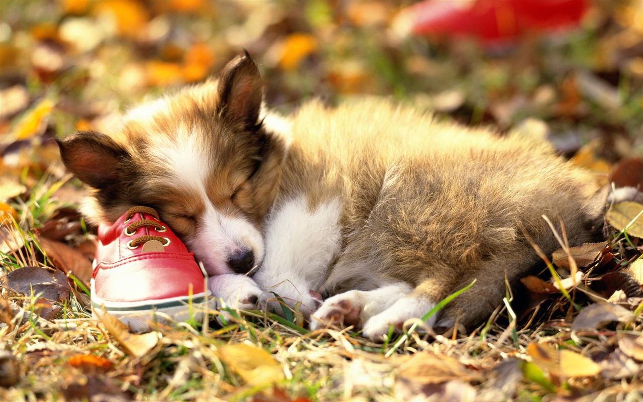 Puppy Photo HD wallpapers (3) #14 - 1280x800
