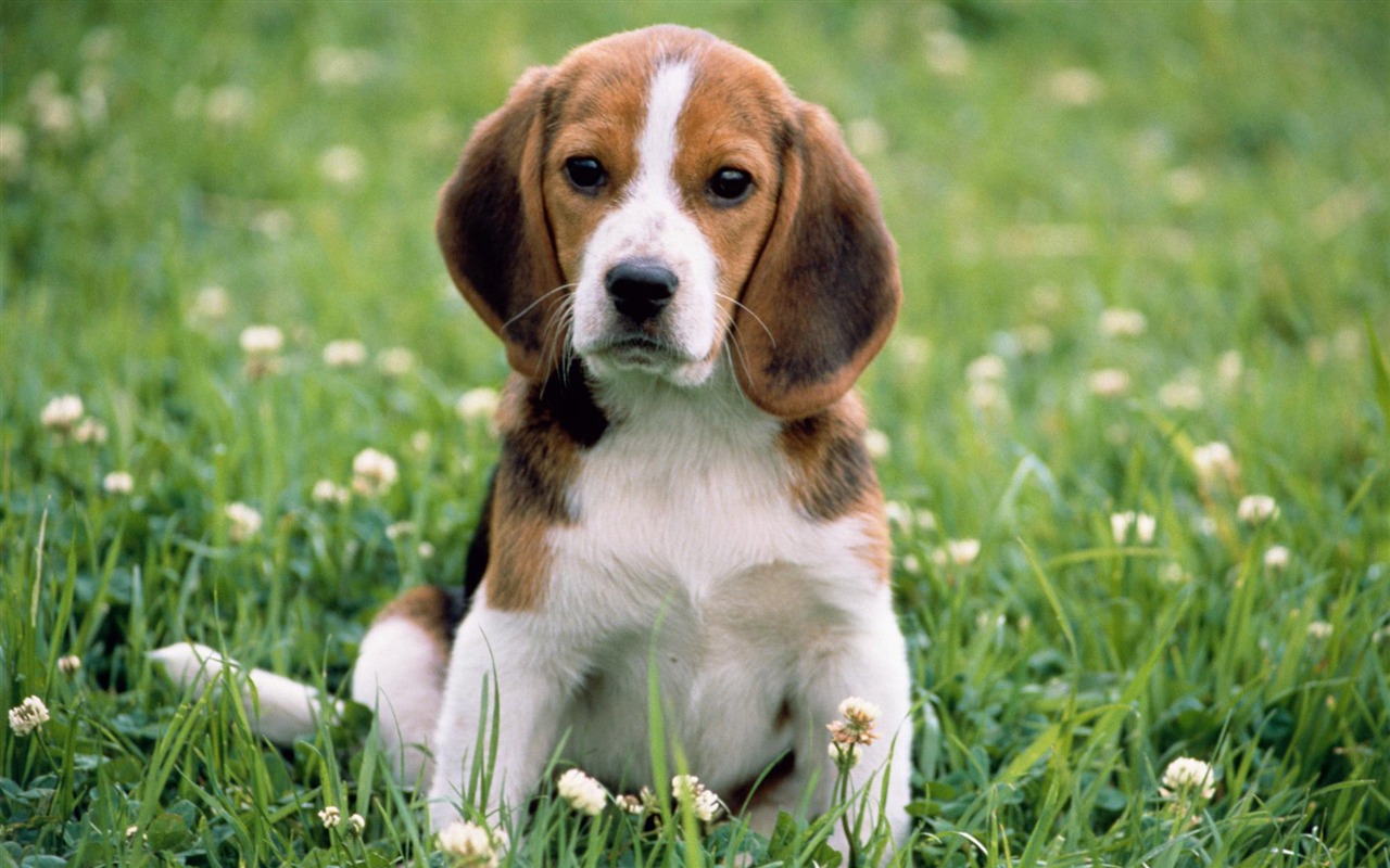 Puppy Photo HD wallpapers (3) #16 - 1280x800