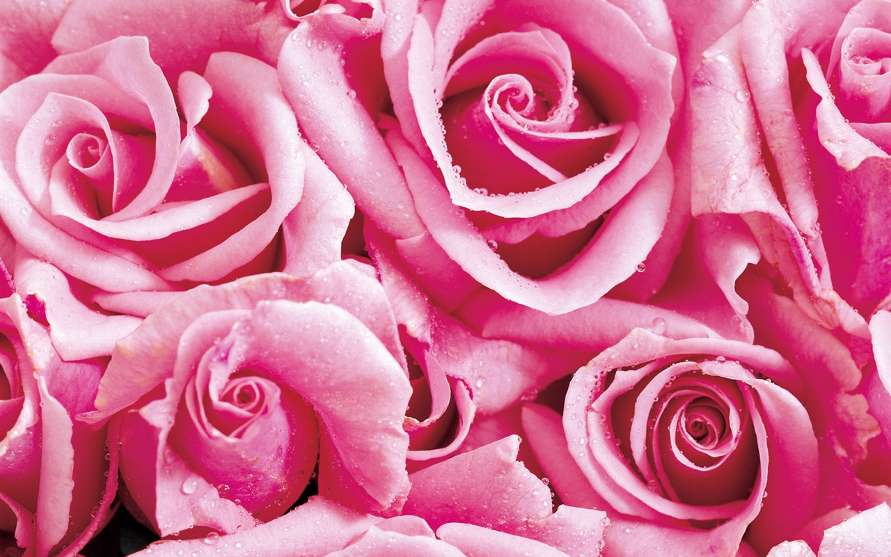 Rose Photo Wallpaper (1) #17 - 1280x800