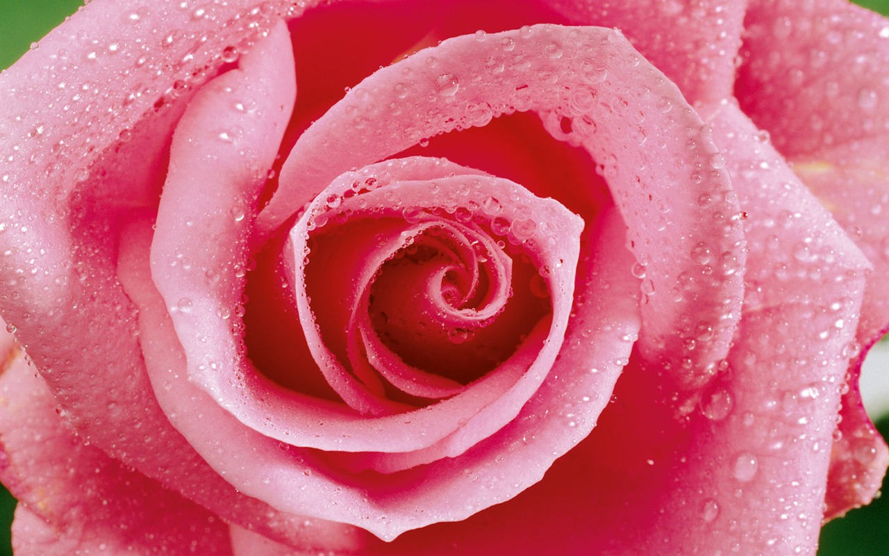 Rose Photo Wallpaper (1) #20 - 1280x800