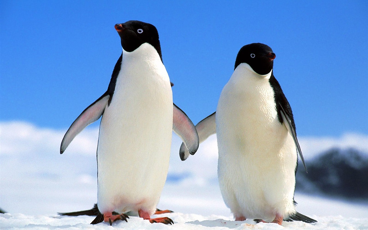 Пингвин Фото обои #1 - 1280x800