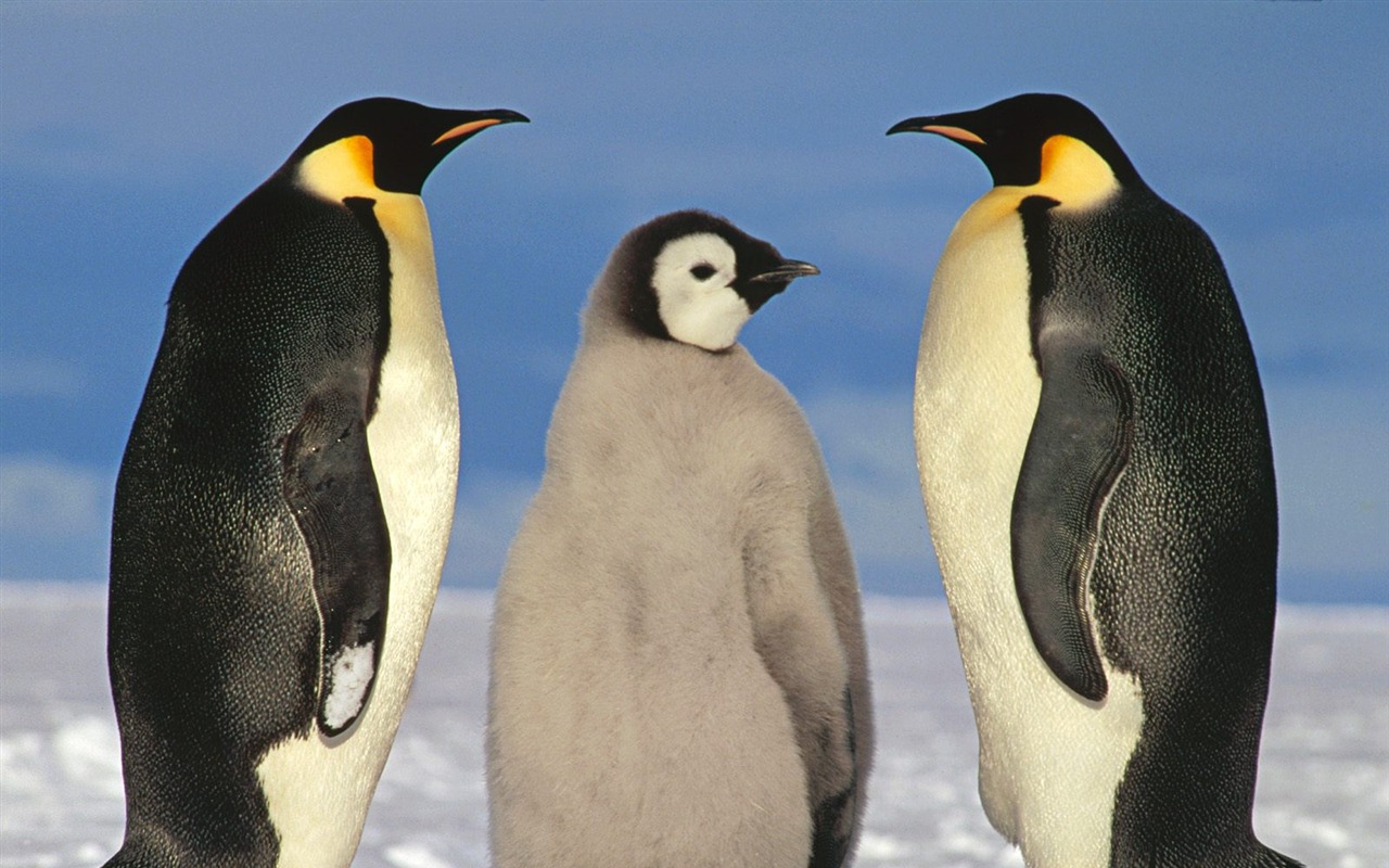 Пингвин Фото обои #2 - 1280x800