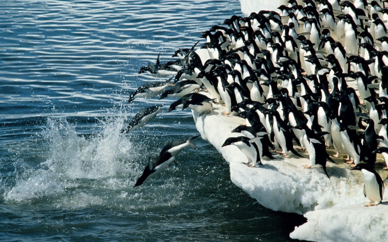 ペンギン写真の壁紙 #3 - 1280x800