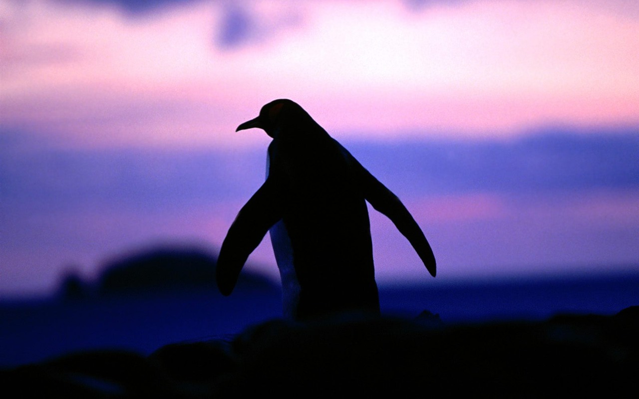 Penguin Foto Wallpaper #8 - 1280x800