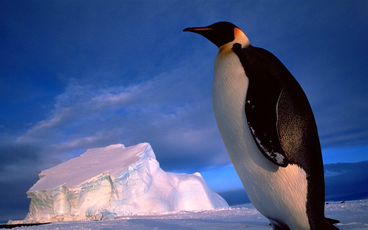 Пингвин Фото обои #12 - 1280x800