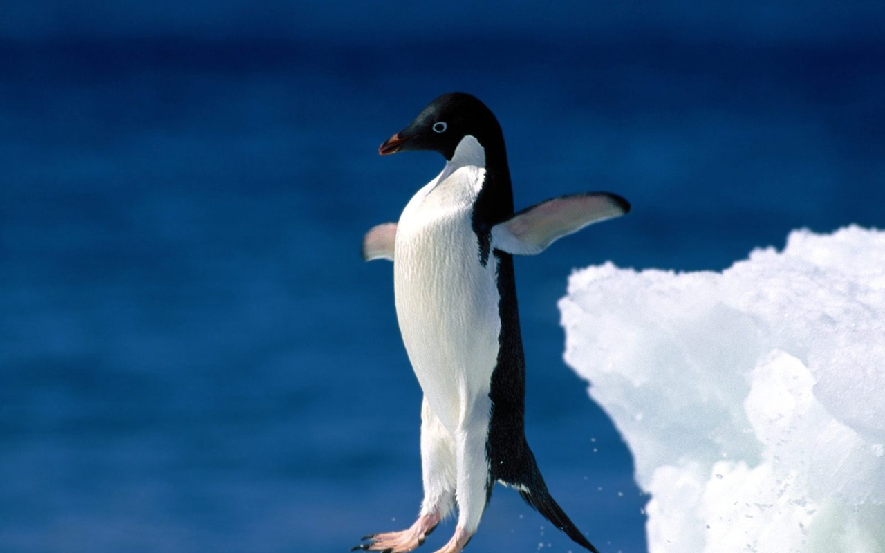 Пингвин Фото обои #18 - 1280x800