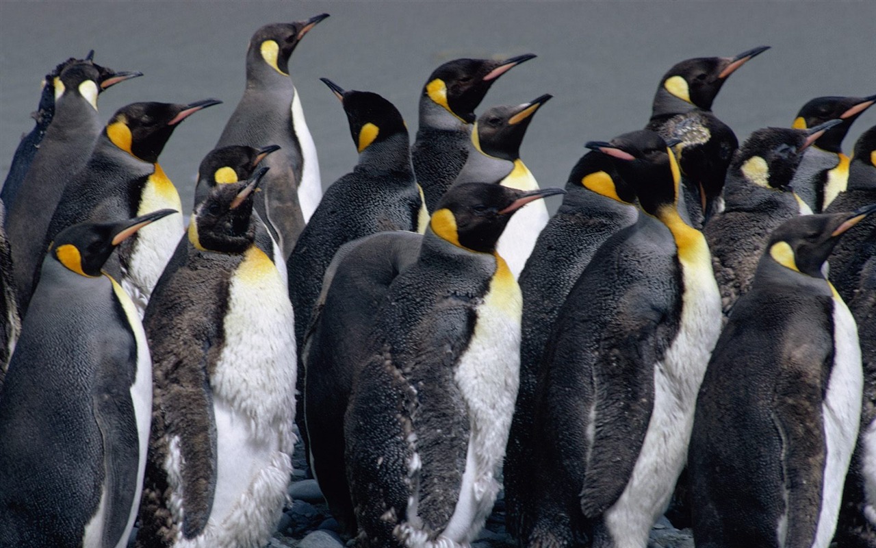 Penguin Foto Wallpaper #21 - 1280x800