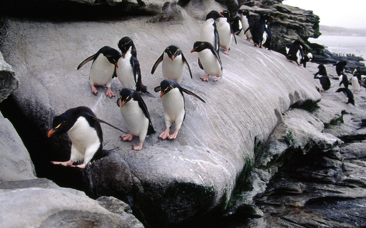 Penguin Fondos de Fotografía #24 - 1280x800