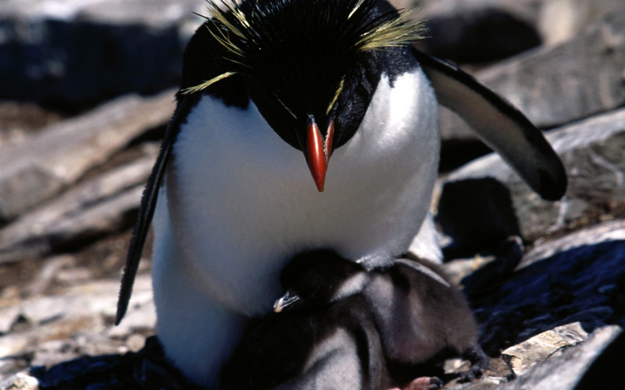 Fond d'écran Photo Penguin #27 - 1280x800