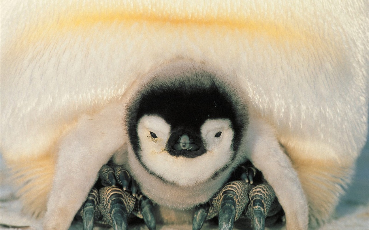 Penguin Photo Wallpaper #29 - 1280x800