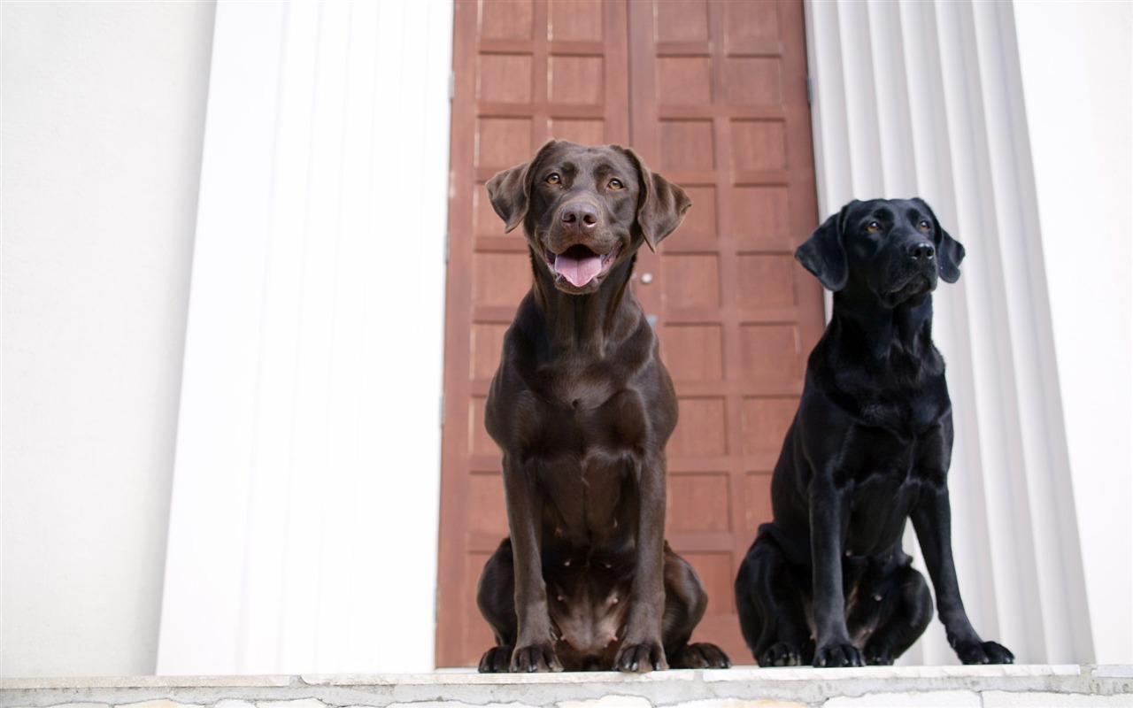 Puppy Photo fonds d'écran HD (4) #2 - 1280x800