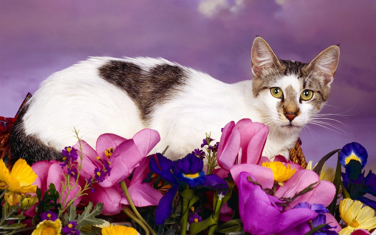 1600 Cat Photo Wallpaper (1) #18 - 1280x800