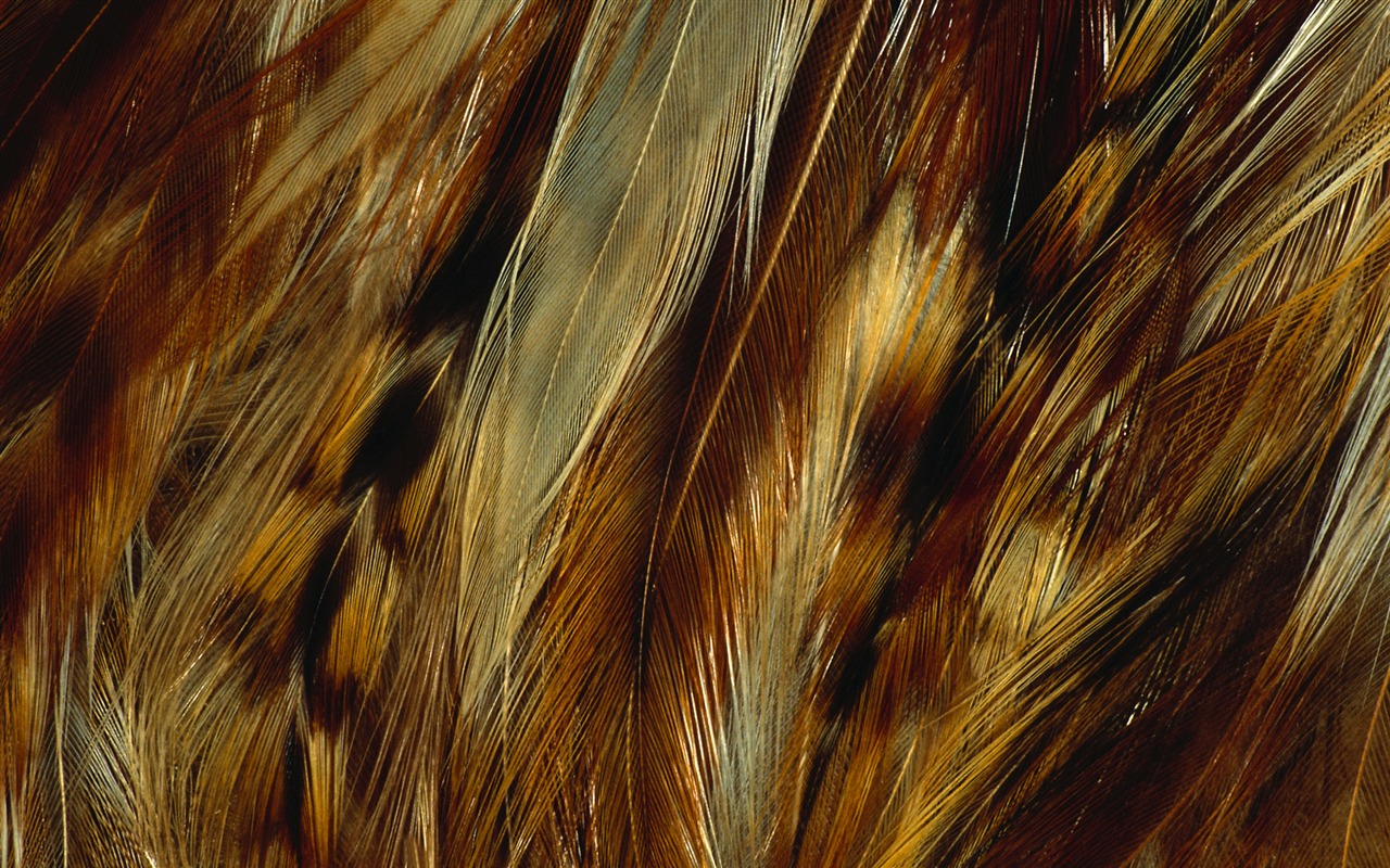 Colorful feather wings close-up wallpaper (1) #5 - 1280x800