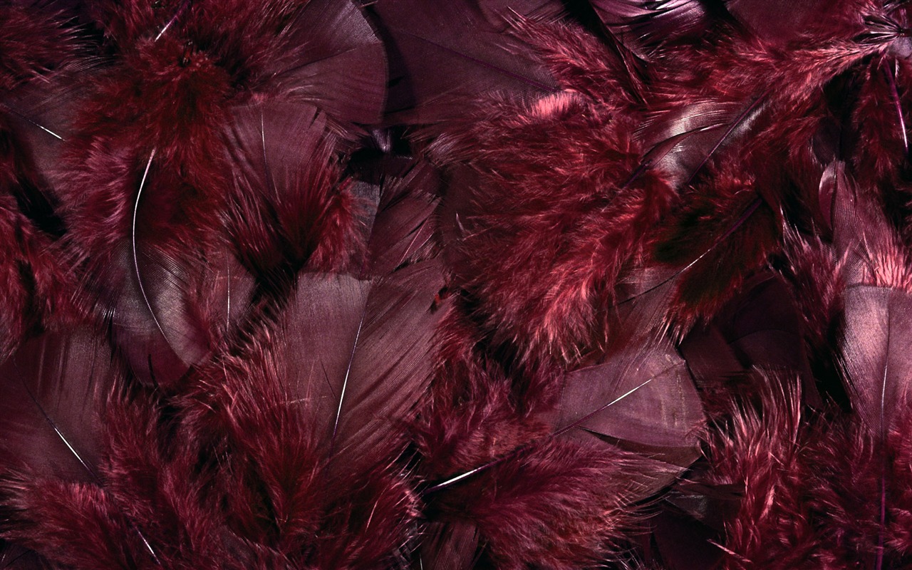 barevné peří křídla close-up tapety (1) #10 - 1280x800